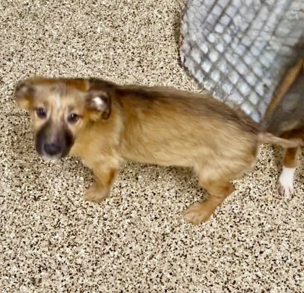 NATE - Terrier / Shepherd available for adoption