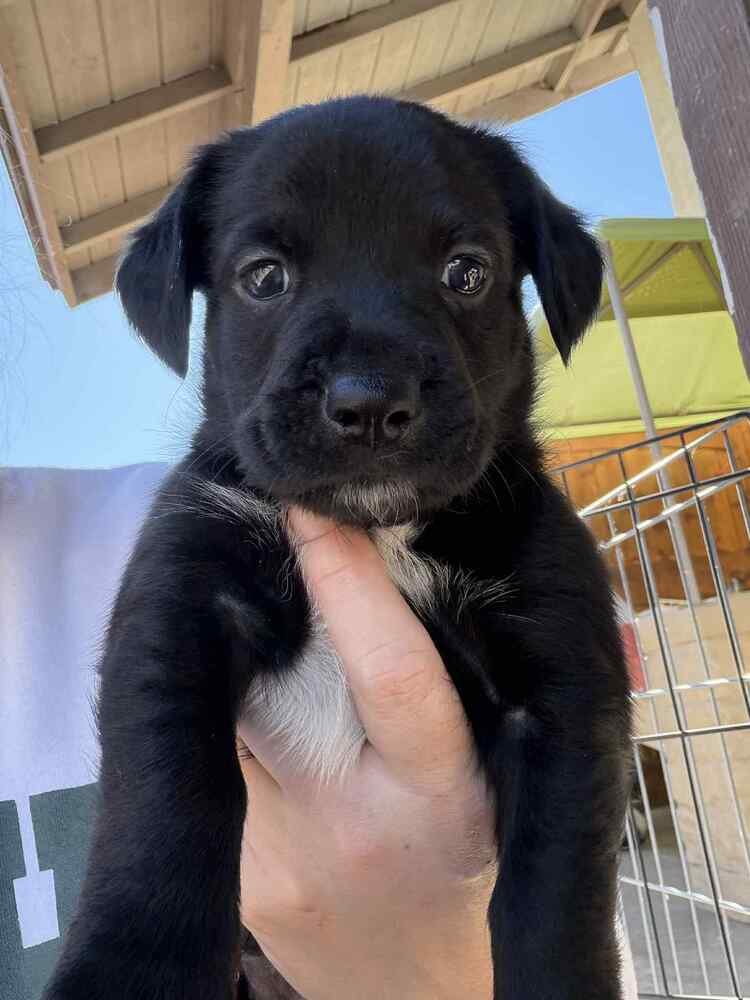 RIPPLE - Terrier available for adoption