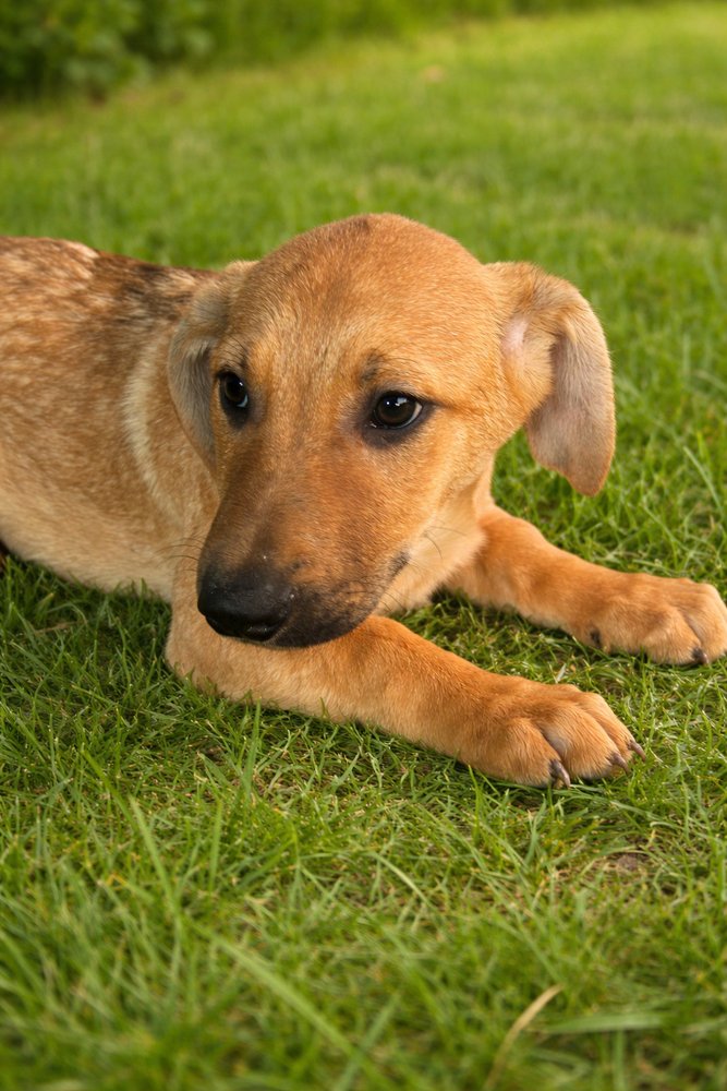 JOJO - Labrador Retriever / Shepherd available for adoption