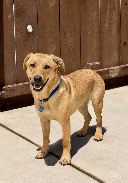 JOJO - Labrador Retriever / Shepherd available for adoption
