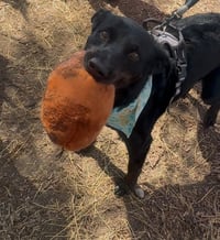 Smokey - Photo 4
