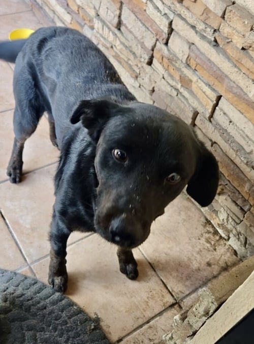 SMOKEY - Labrador Retriever available for adoption