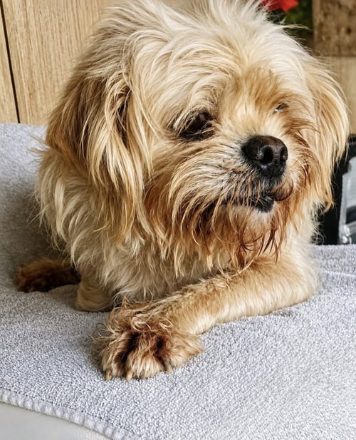 NALA - Shih Tzu / Lhasa Apso available for adoption
