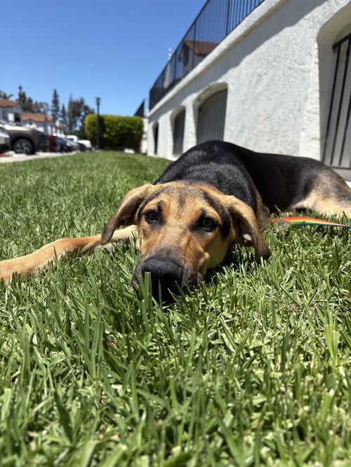 JORDIE - Shepherd / Labrador Retriever available for adoption