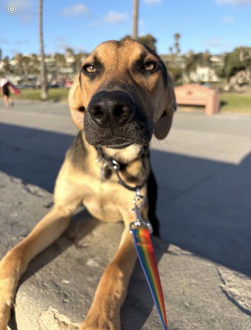 JORDIE - Shepherd / Labrador Retriever available for adoption