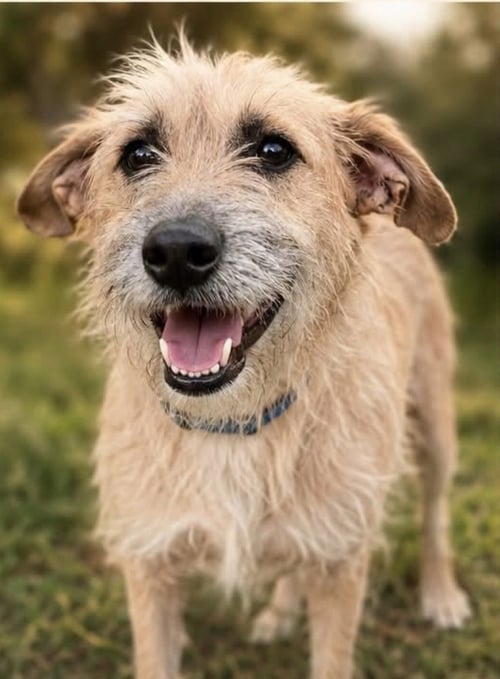 ZOE - Terrier available for adoption