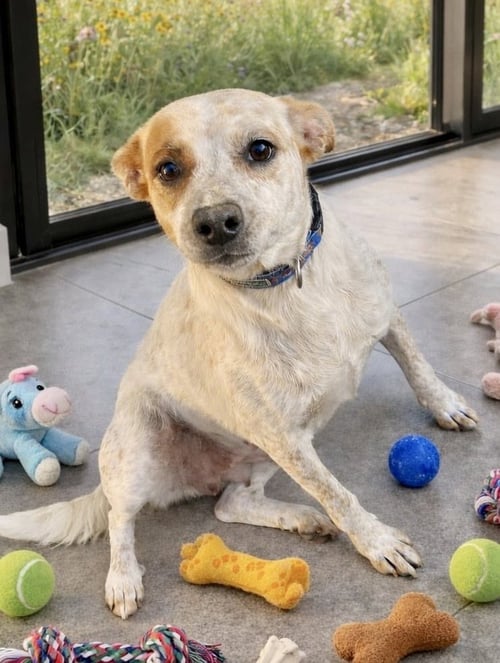 CHESPITA - Cattle Dog / Labrador Retriever available for adoption