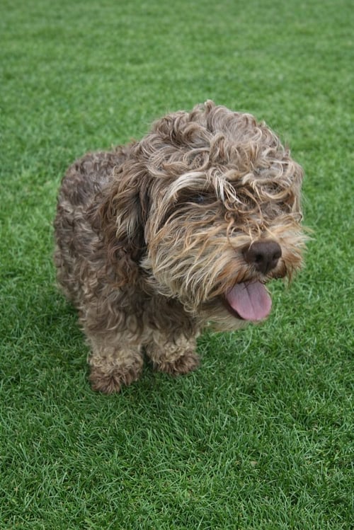 CHOCO - Poodle (T-Cup) available for adoption
