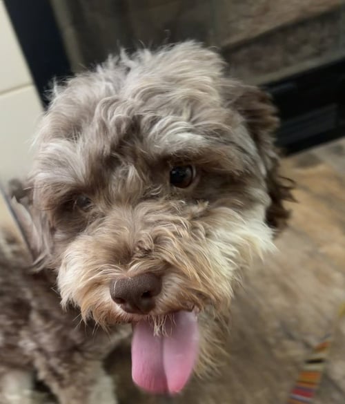 CHOCO - Poodle (T-Cup) available for adoption