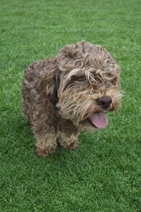Choco - Photo 3