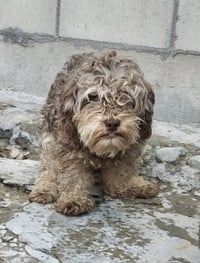 Choco - Photo 1