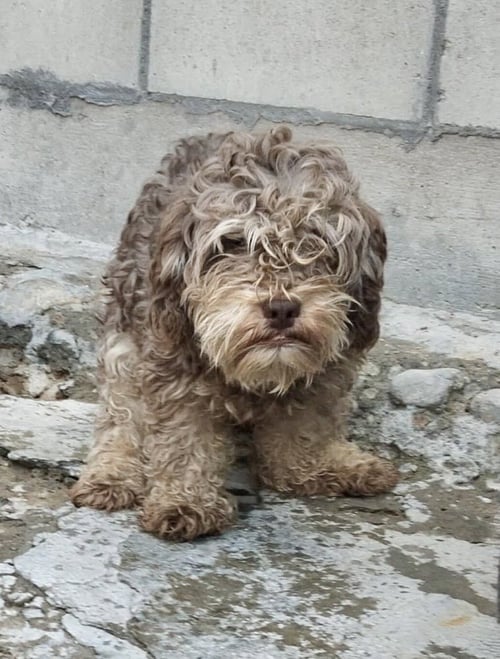 CHOCO - Poodle (T-Cup) available for adoption