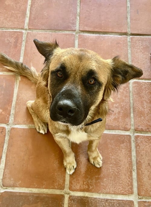 PANCHO - Golden Retriever / Shepherd available for adoption