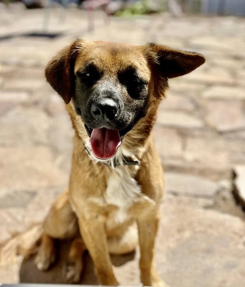 PANCHO - Golden Retriever / Shepherd available for adoption