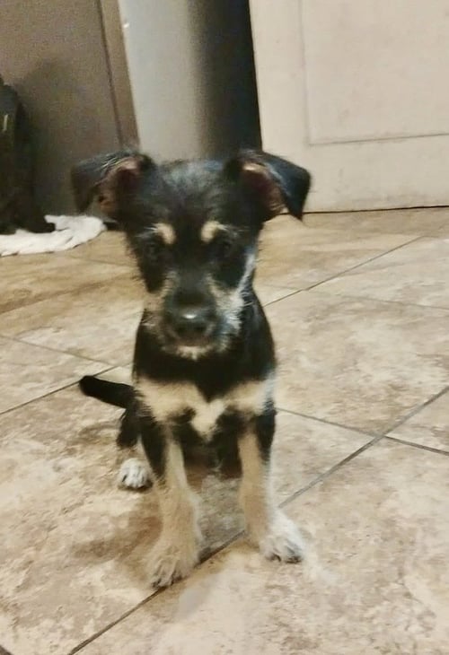 MCKENZIE - Terrier available for adoption