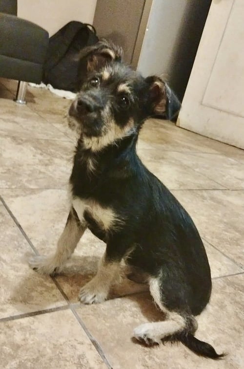 MCKENZIE - Terrier available for adoption