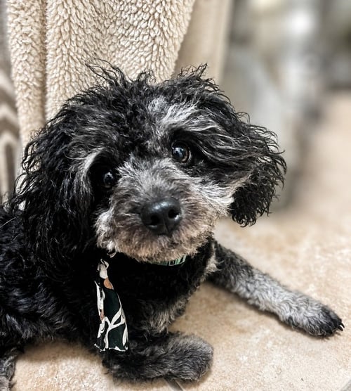 RAQUEL - Poodle (Miniature) / Schnauzer available for adoption