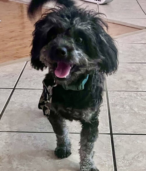 RAQUEL - Poodle (Miniature) / Schnauzer available for adoption