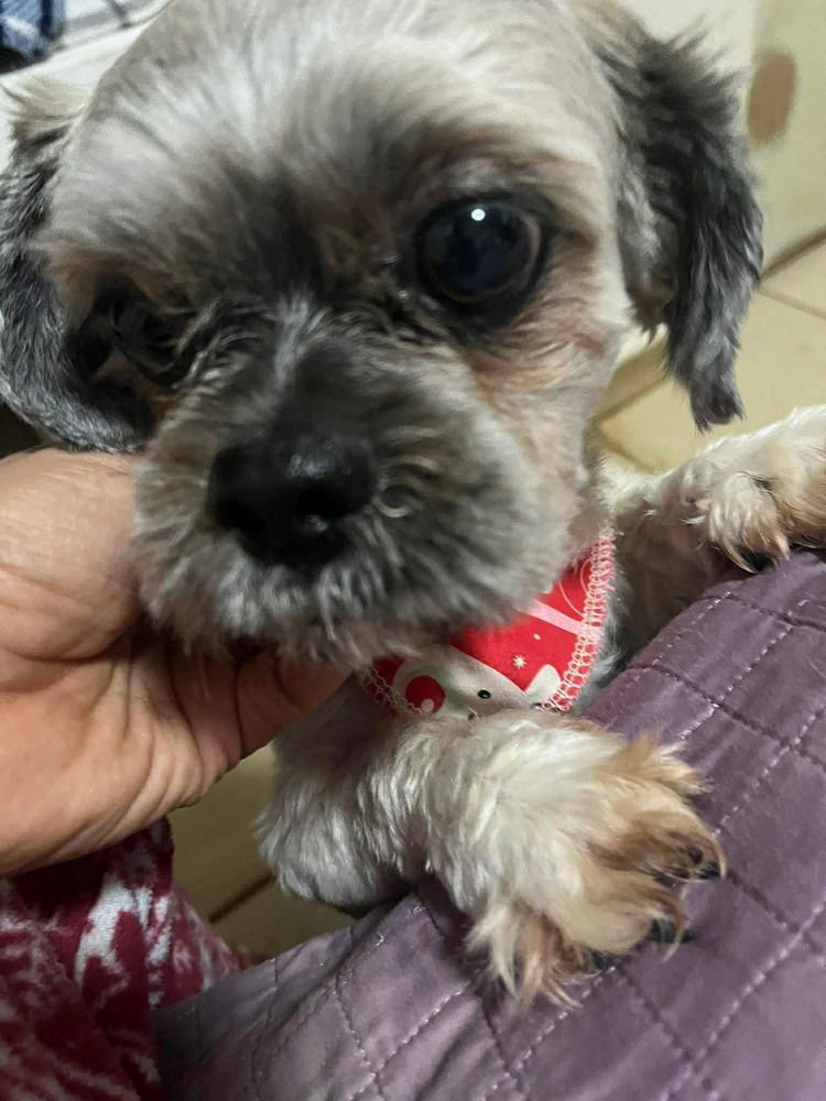 BENJI - Shih Tzu available for adoption
