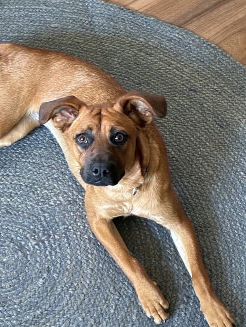 MISTY - Black Mouth Cur available for adoption