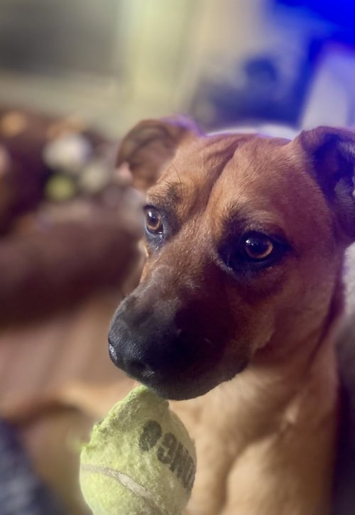 MISTY - Black Mouth Cur available for adoption
