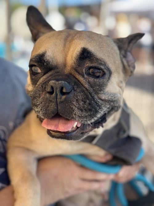 ADORA - French Bulldog available for adoption