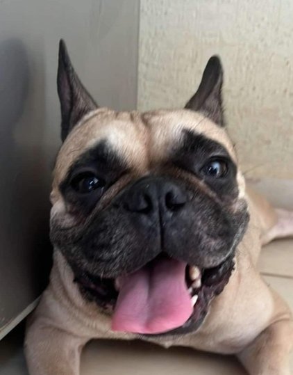 ADORA - French Bulldog available for adoption