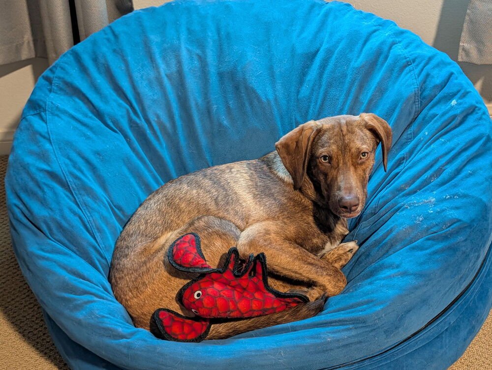 SIMON - Vizsla / Dutch Shepherd available for adoption