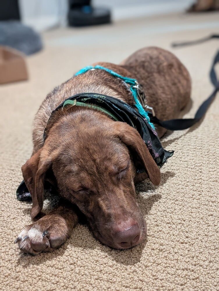 SIMON - Vizsla / Dutch Shepherd available for adoption