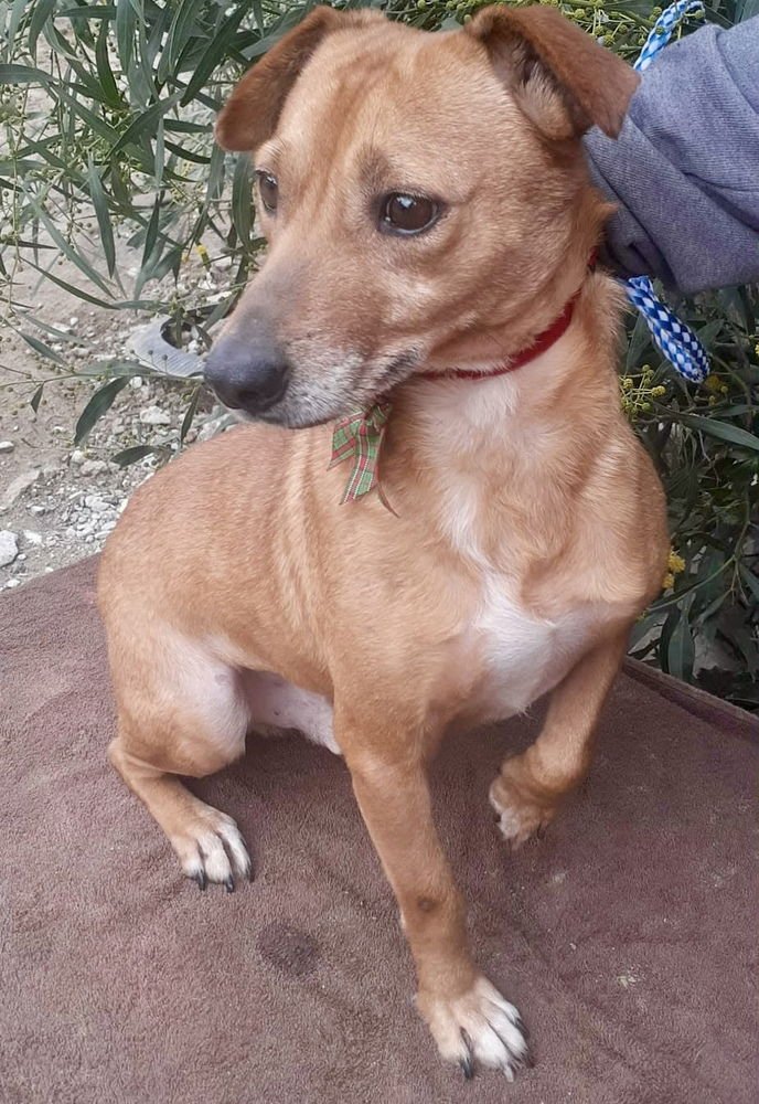 FLAVOR - Chihuahua available for adoption