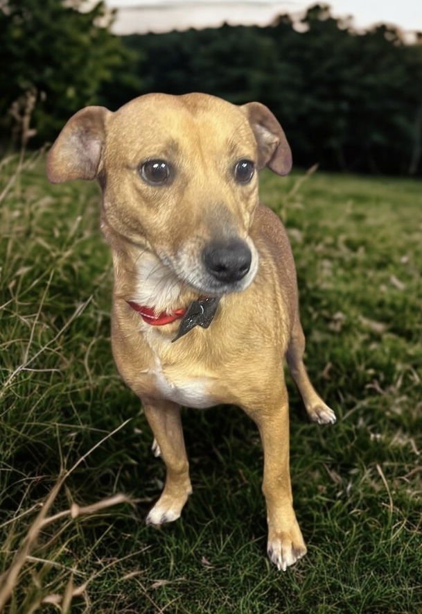 FLAVOR - Chihuahua available for adoption