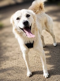 Chance - Photo 3
