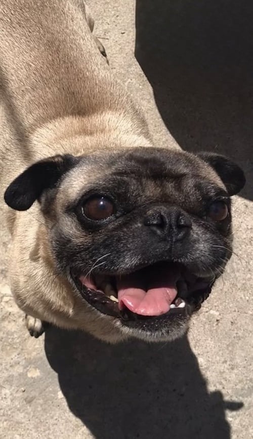 CHATO - Pug available for adoption