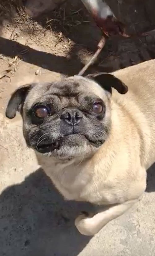 CHATO - Pug available for adoption