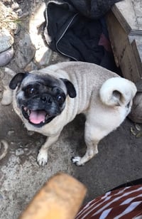 Chato - Photo 3