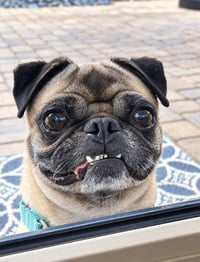 Chato - Photo 3