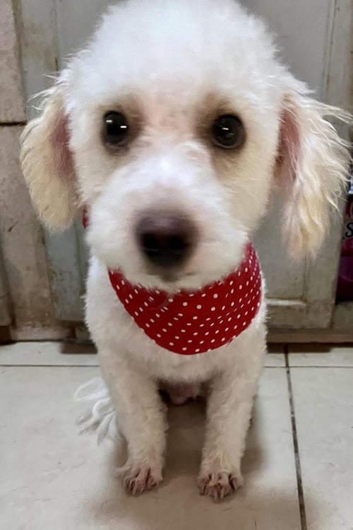 MILO - Bichon Frise / Poodle (Miniature) available for adoption