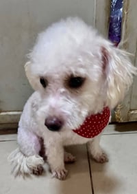 Milo - Photo 2