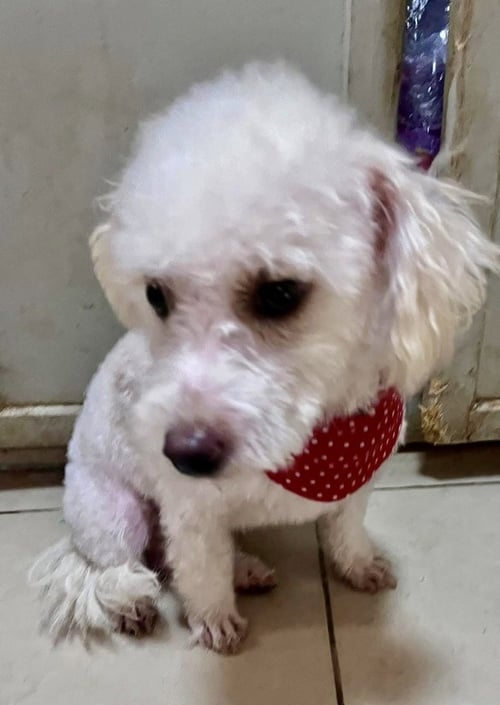 MILO - Bichon Frise / Poodle (Miniature) available for adoption