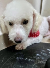 Milo - Photo 4