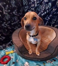 Milo - Photo 1