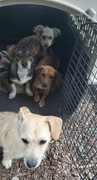 Milo - Photo 2