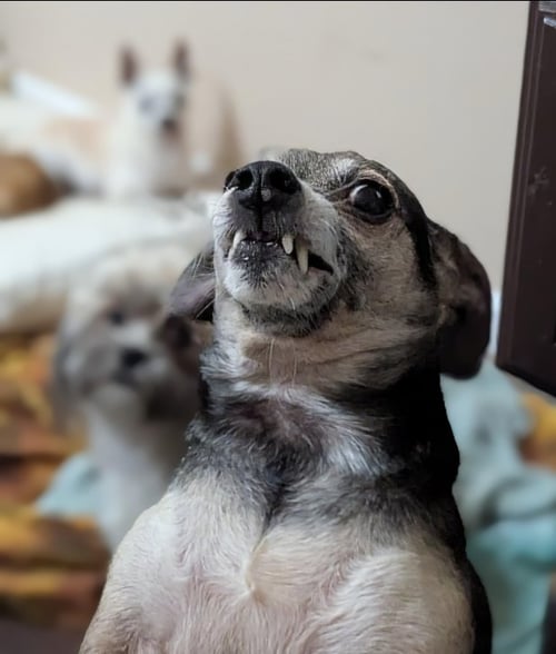 DIMETRI - Chihuahua available for adoption
