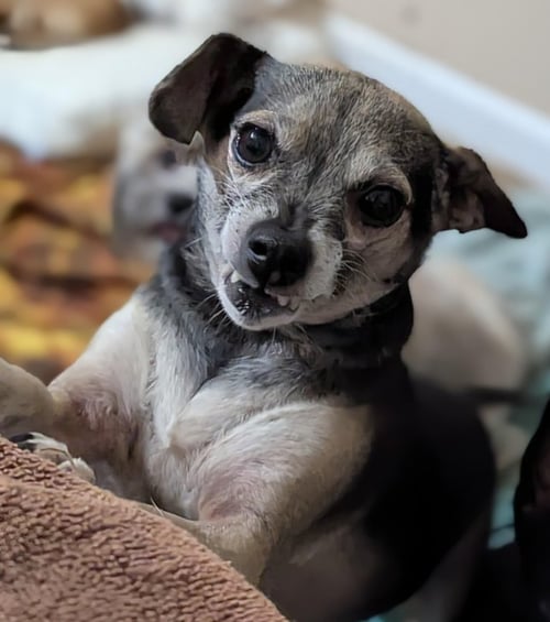 DIMETRI - Chihuahua for adoption in Fresno