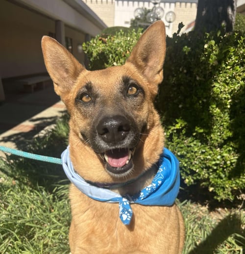 SASSY PANTS - Shepherd for adoption in Fresno
