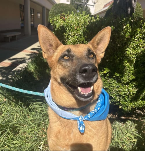 SASSY PANTS - Shepherd available for adoption