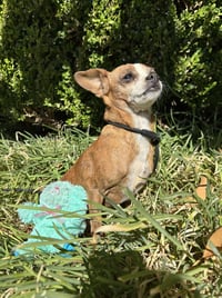 Boo Boo - Photo 2