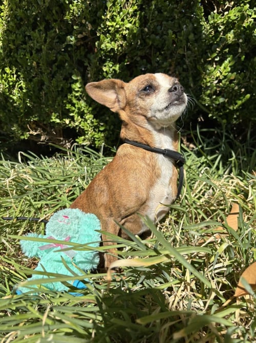 BOO BOO - Chihuahua available for adoption