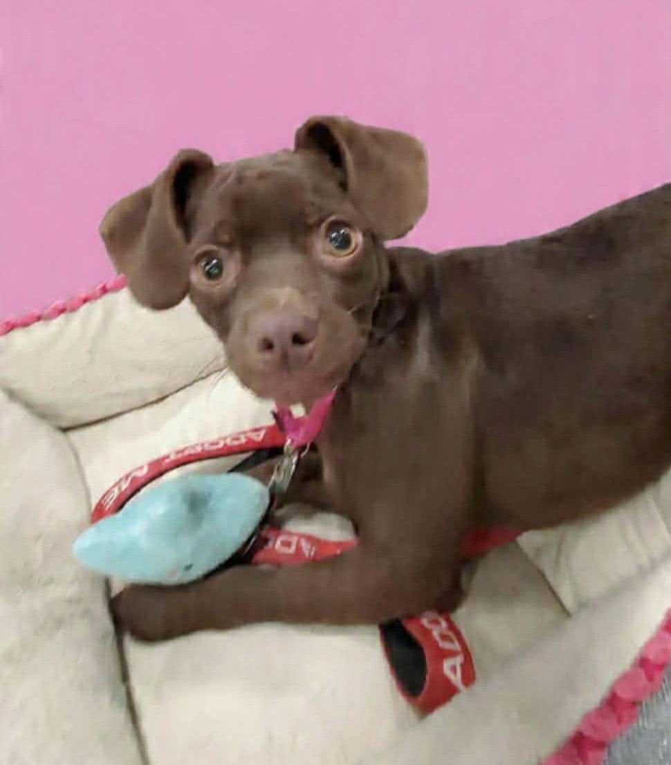 ORIANA CHRISTIE - Chihuahua / Pug for adoption in Fresno