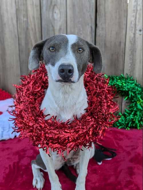 RARITY - Pit Bull Terrier / Cattle Dog for adoption in Fresno
